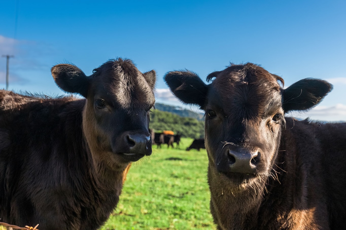 Dexter Cattle!
We’ve been raising Dexters for 20 years - they’re small, calm, and great for pasture-first farming.
We’ve got Dexters to sell, and we’re looking to buy as well.
Interested? Head to our blog (link in bio, or at cromwellfarms.com/blogs) for more information and to contact us.
#DexterCattle #RegenerativeFarming #CromwellFarms #DexterCattleForSale #NSW
