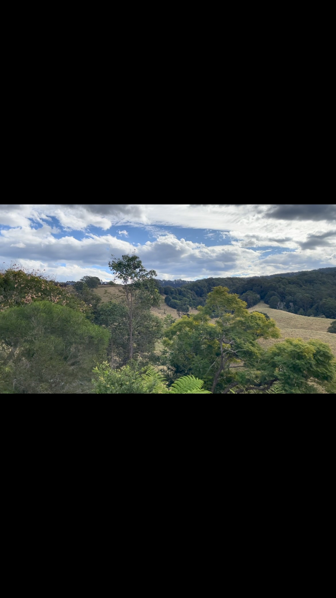 It is so wonderful that the currawongs have decided to spend their winter time here and share their beautiful songs ❤️