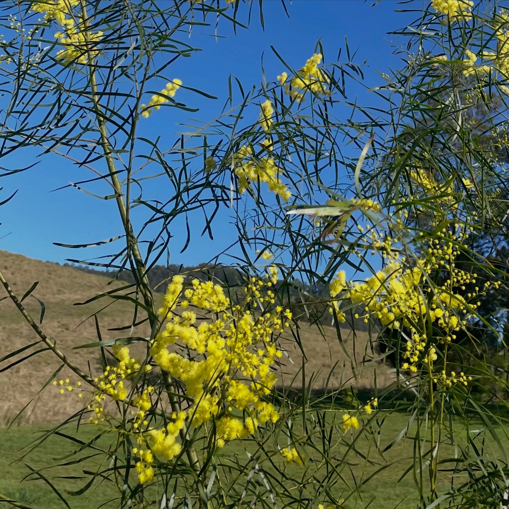 Our first wattle blossom 💛.