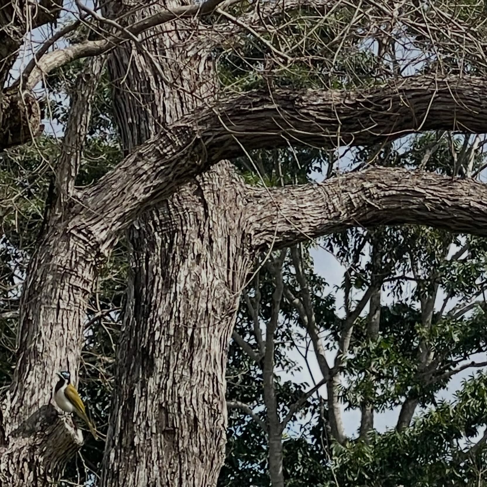 Spot the bird…. 😁