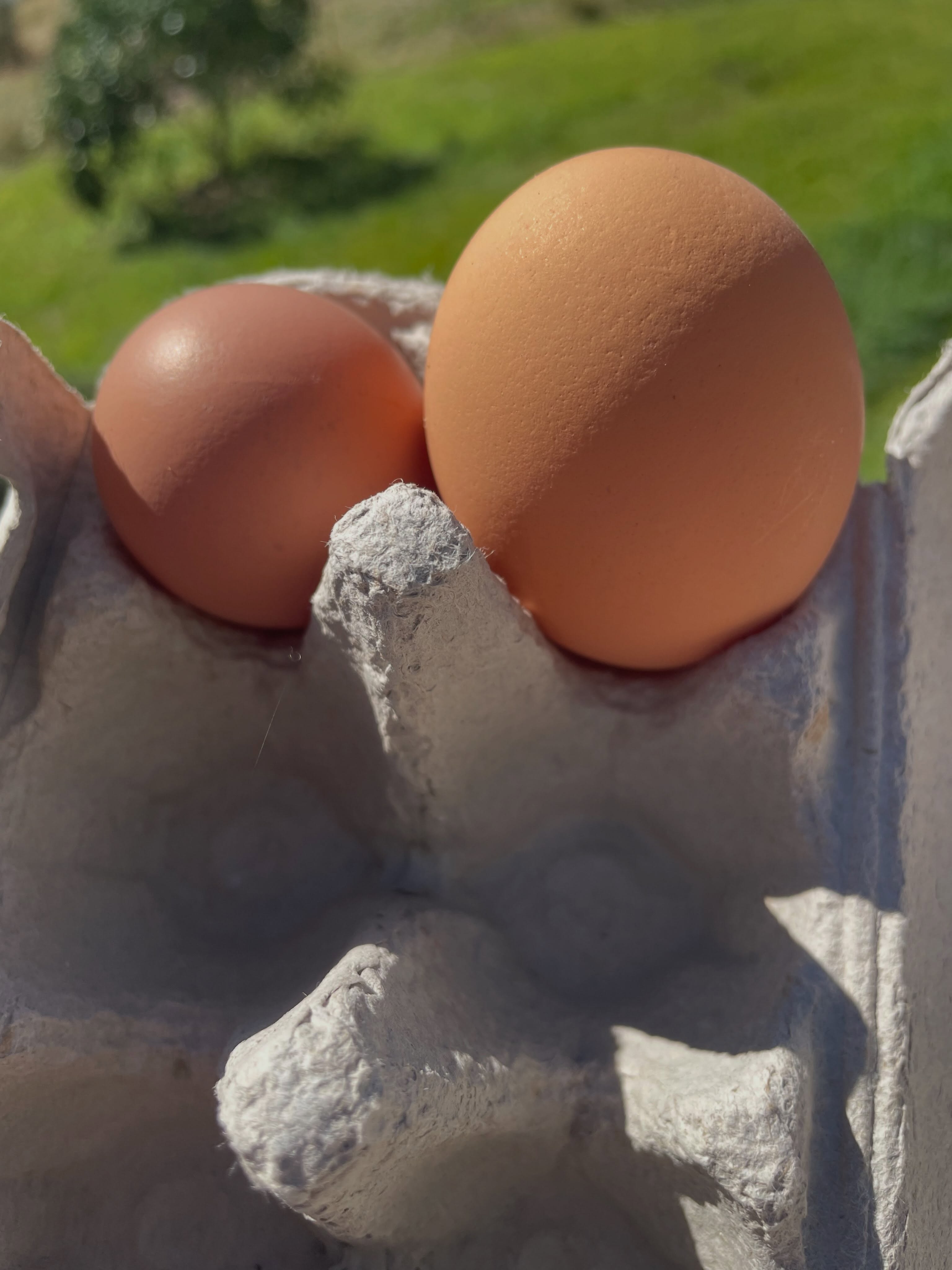 Guessing one of our hens has a sore bottom / vent 😳😬